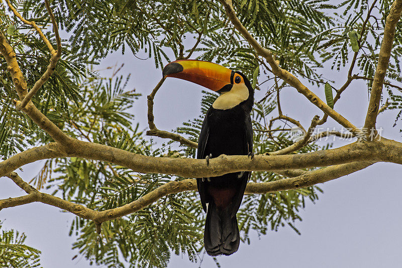 巨嘴鸟(Ramphastos toco)，也被称为常见的巨嘴鸟或巨嘴鸟，是最大的，可能是最有名的巨嘴鸟家族的物种，发现于潘塔纳尔，巴西。